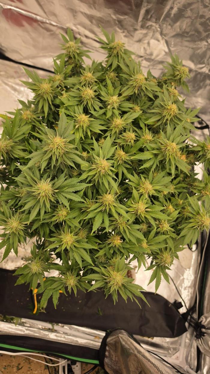 Flower diary. Week 6