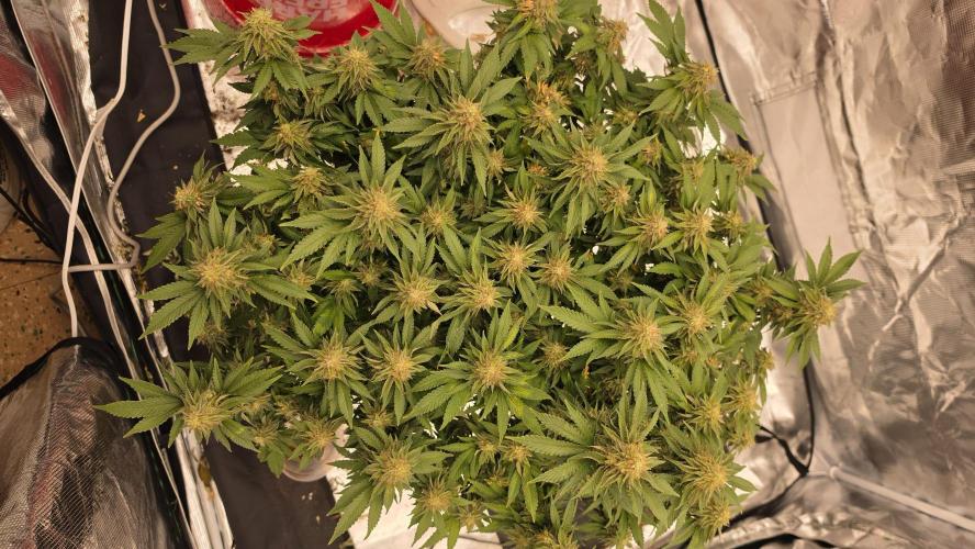 Flower diary. Week 8