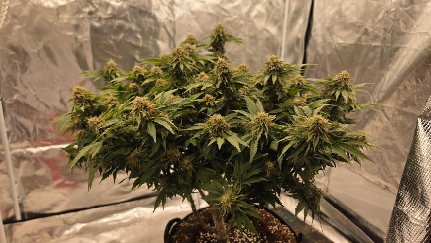 Flower diary. Week 8