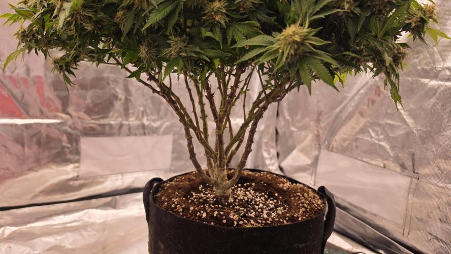 Flower diary. Week 8