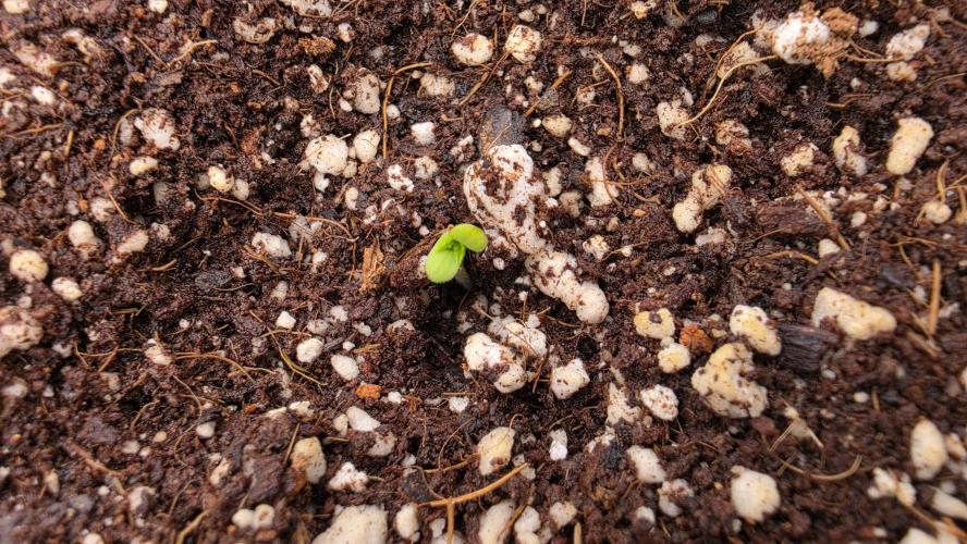Sour Diesel. Week 0 - #2 out if the dirt