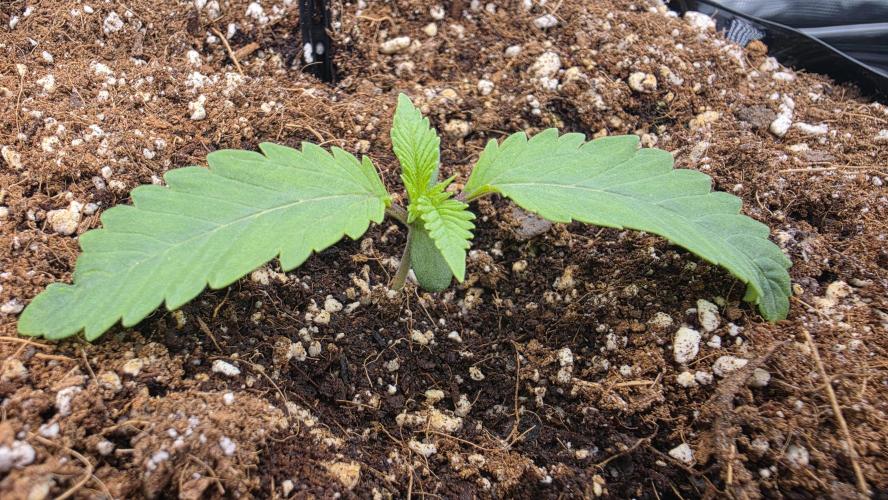 Sour Diesel. Week 1 - SD#2