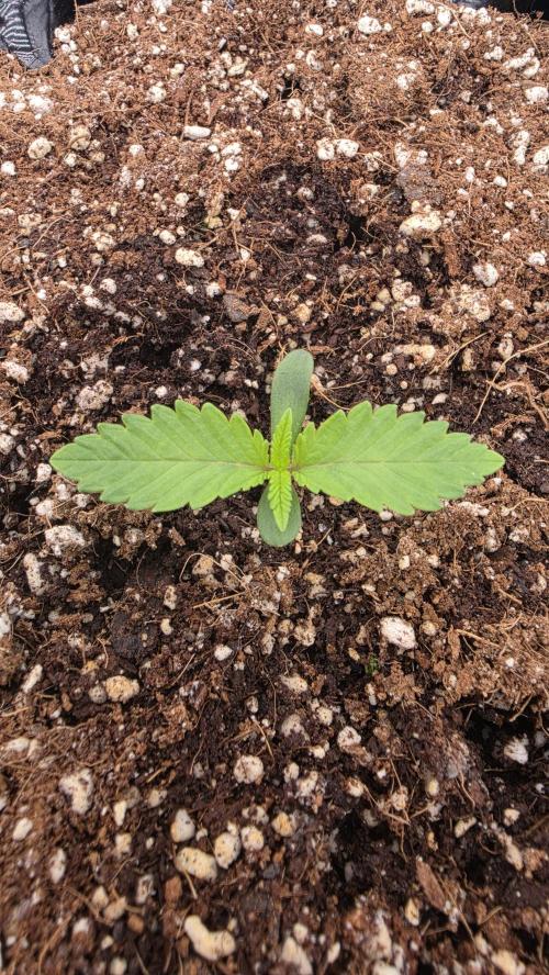 Sour Diesel. Week 1 - SD#3
