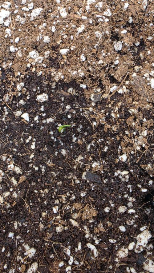 Sour Diesel. Week 1 - SD#4 this one might not make the cut. Sprouted all funky and not keeping up.