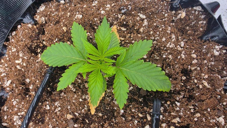 Sour Diesel. Week 2 - SD3