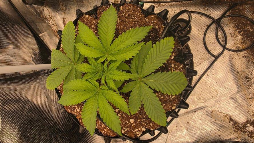 Sour Diesel. Week 3