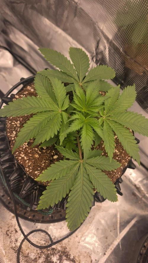 Sour Diesel. Week 3