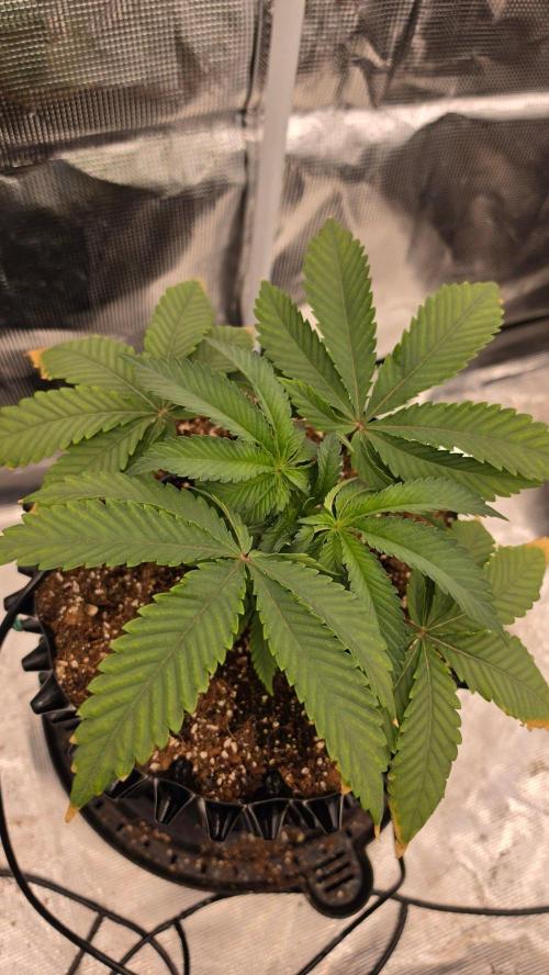 Sour Diesel. Week 4