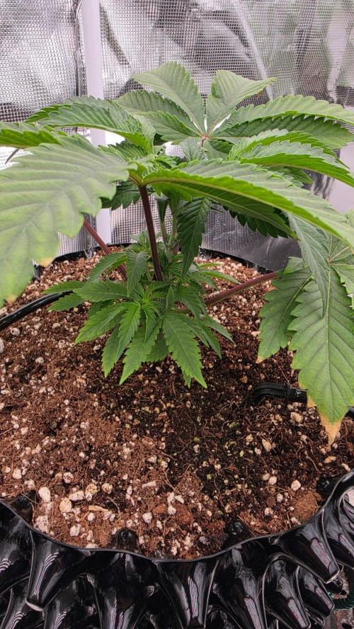 Sour Diesel. Week 4