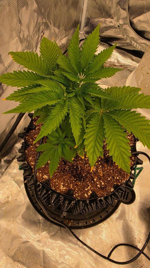 Sour Diesel. Week 4