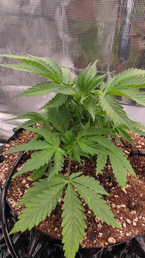 Sour Diesel. Week 4
