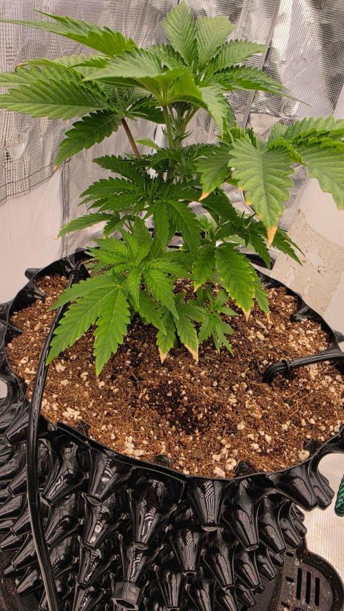 Sour Diesel. Week 4