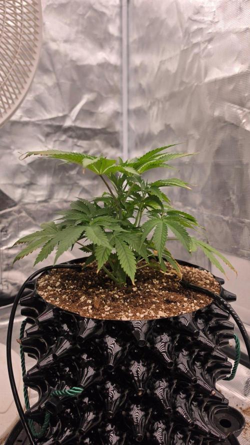 Sour Diesel. Week 5
