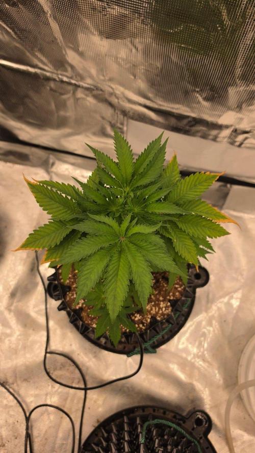 Sour Diesel. Week 5