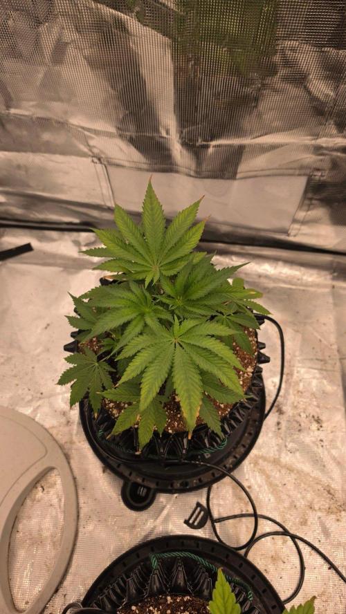 Sour Diesel. Week 5