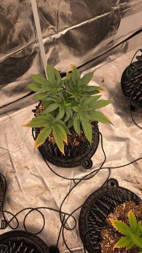 Sour Diesel. Week 5
