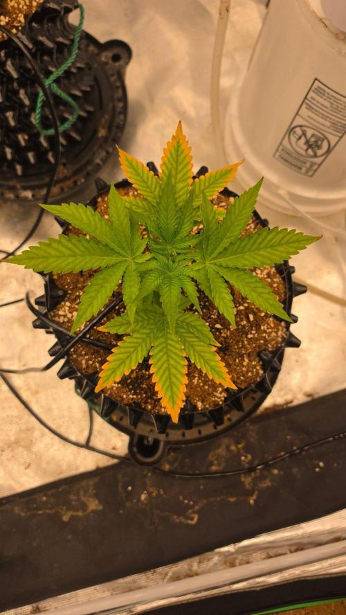 Apples and Bananas. Week 4