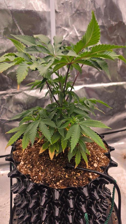 Sour Diesel. Week 6