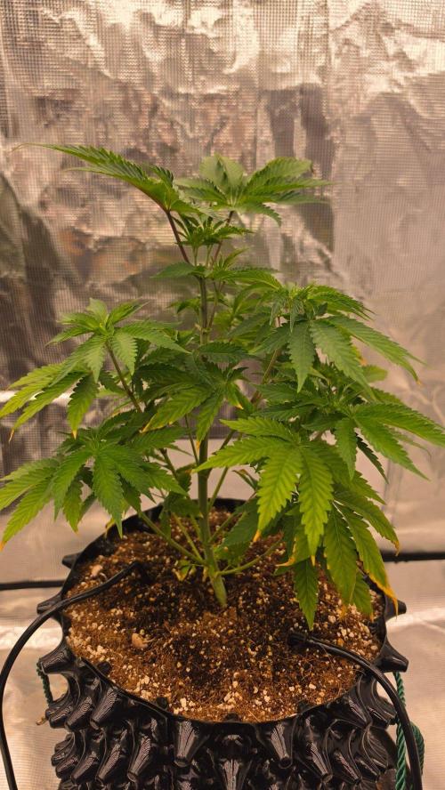 Sour Diesel. Week 6