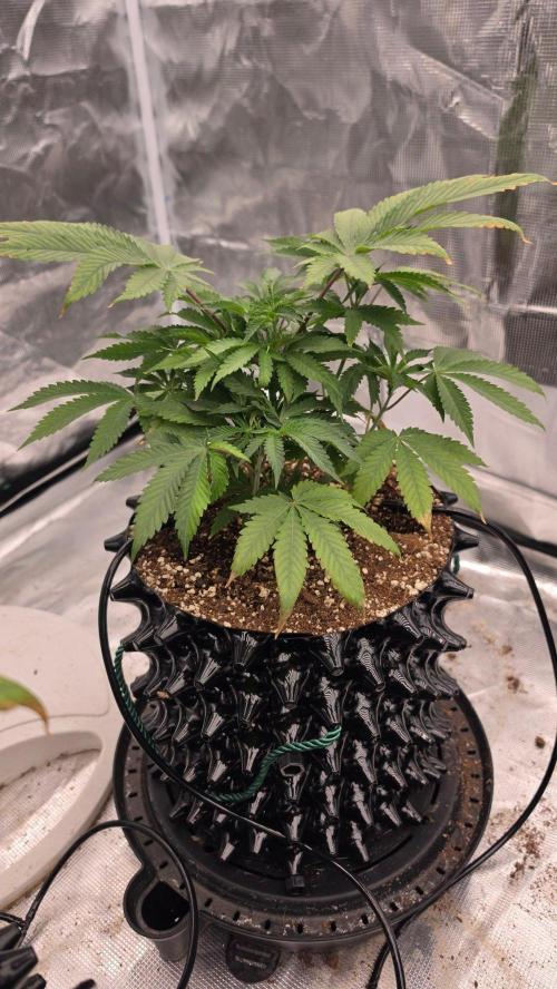 Sour Diesel. Week 6