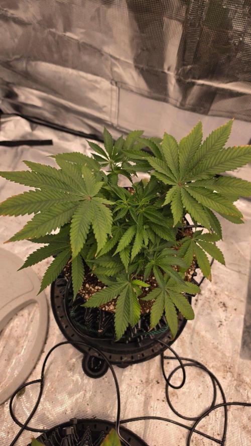Sour Diesel. Week 6