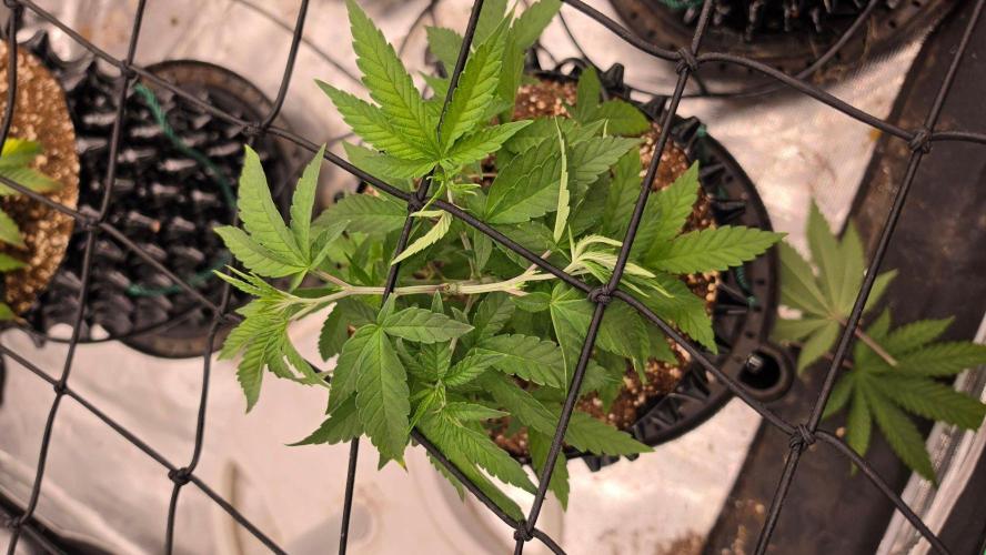Sour Diesel. Week 7