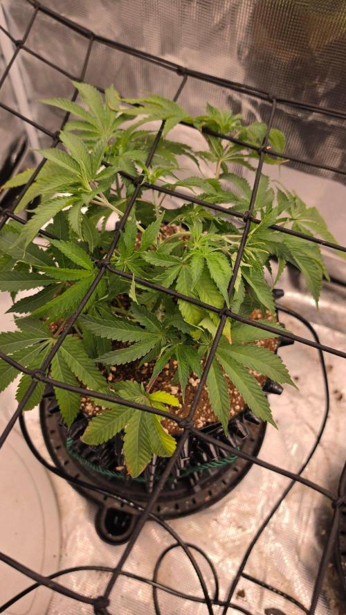 Sour Diesel. Week 7