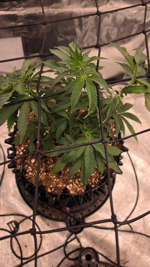 Sour Diesel. Week 7