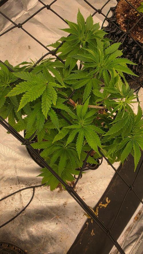 Sour Diesel. Week 8