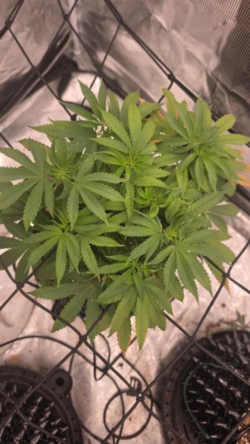 Sour Diesel. Week 8