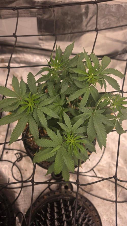 Sour Diesel. Week 8