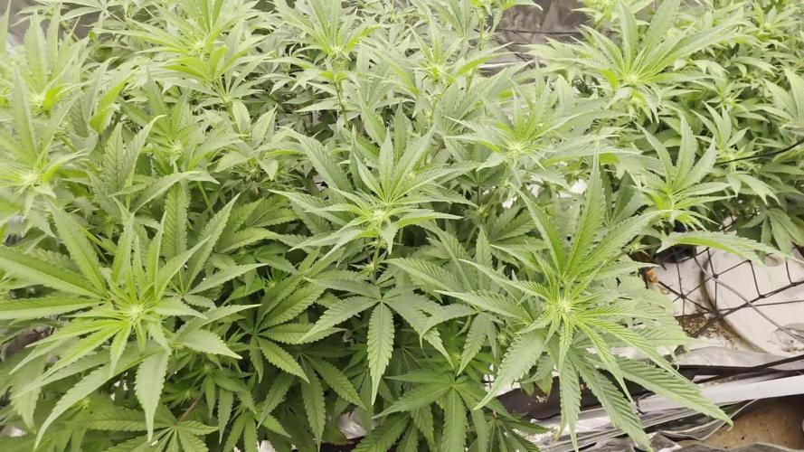 4x8 grow . Week 11