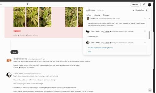 Comment by Stoakes photo #1