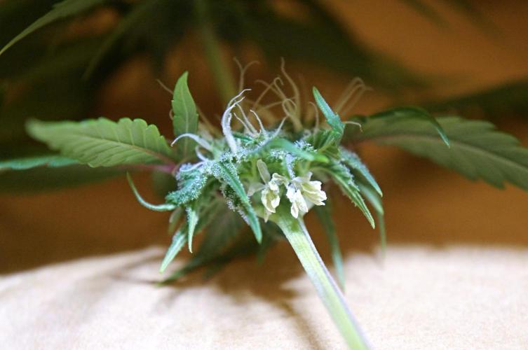 CBD Blue Shark. Week 22