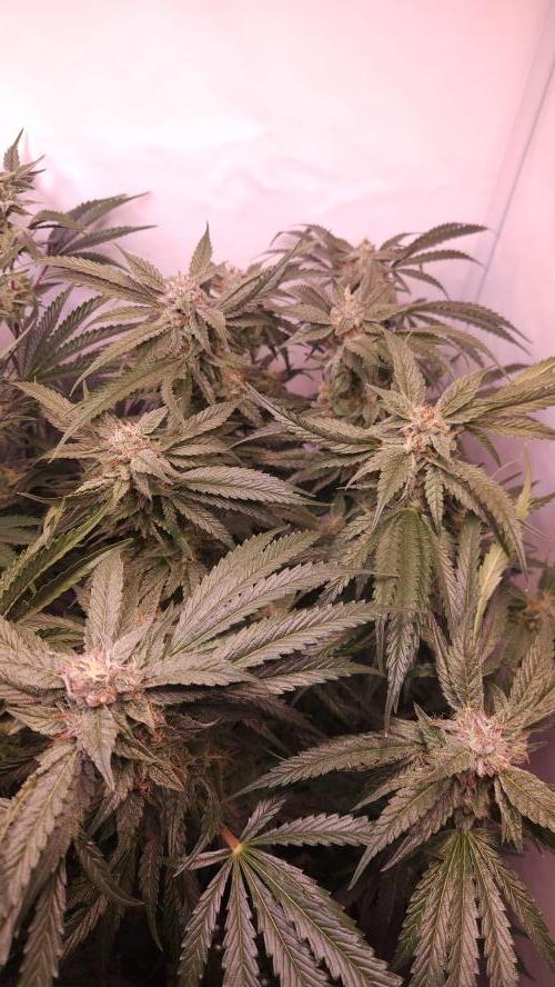 Photo Chicken n Wafflez. Week 6 - pheno 2