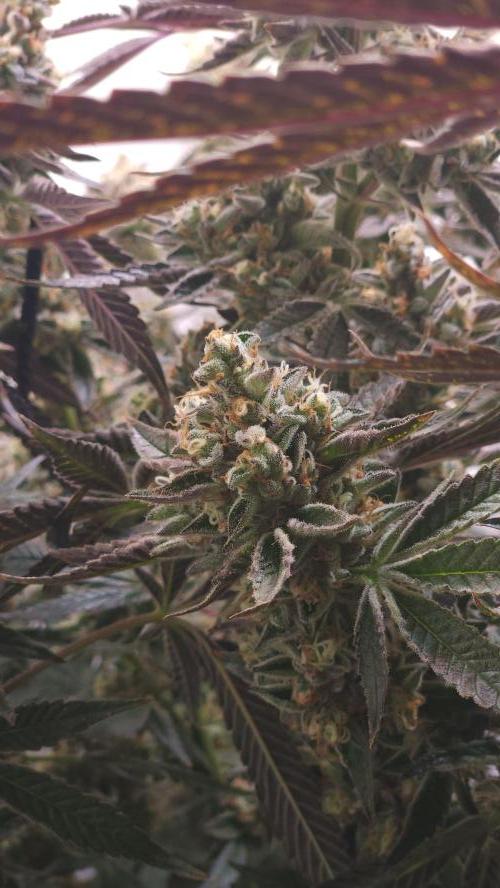 Photo Gazzurple. Week 8