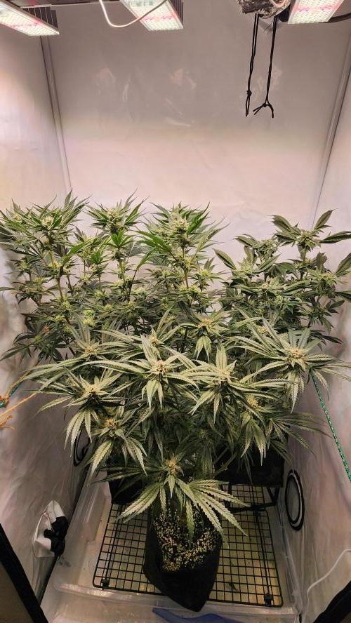 Photo Chicken n Wafflez. Week 5