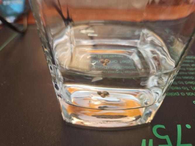 Growing them berries. Week 0