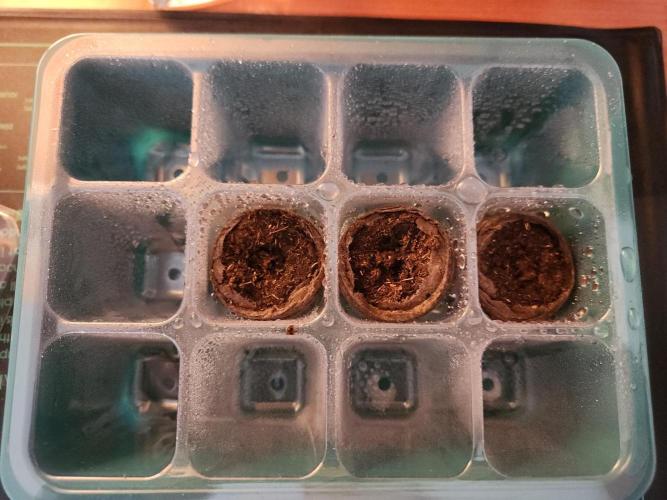 Growing them berries. Week 0