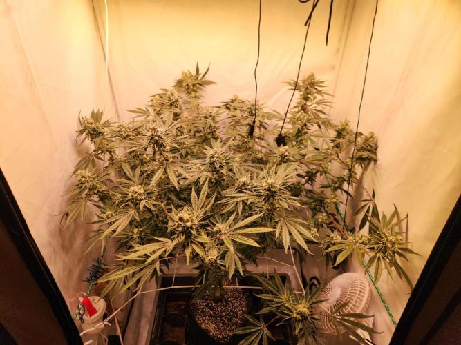 Photo Gazzurple. Week 5