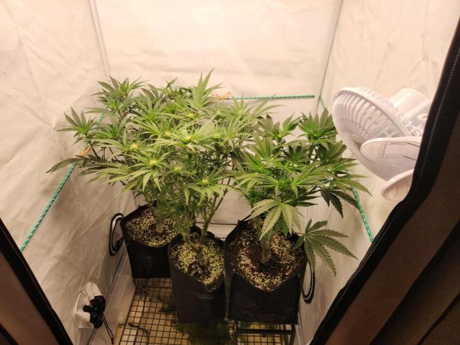 Photo Chicken n Wafflez. Week 2