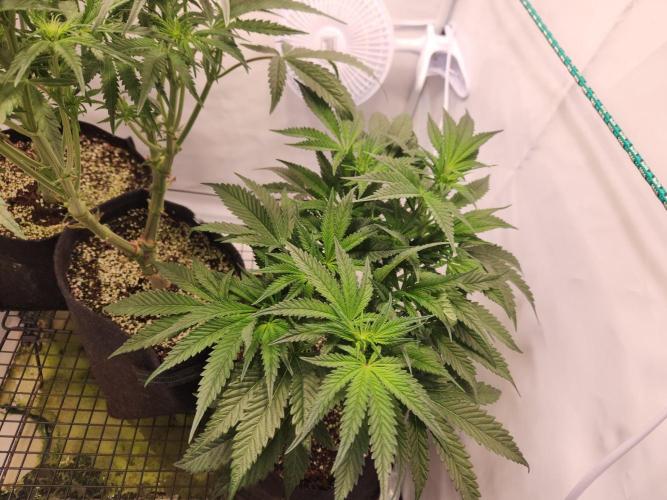 Photo Chicken n Wafflez. Week 2