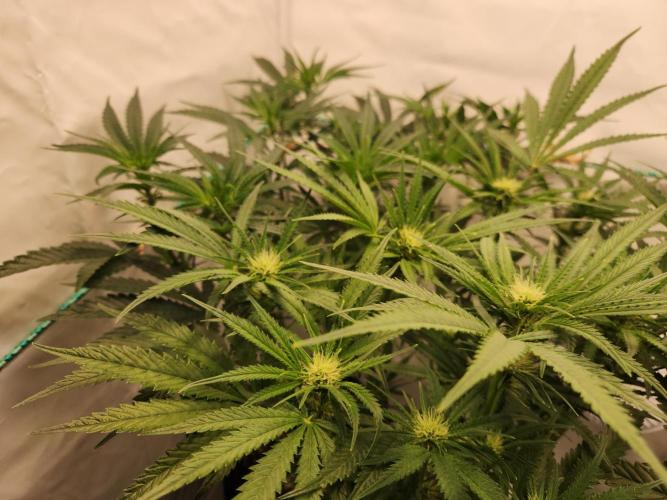 Photo Chicken n Wafflez. Week 2