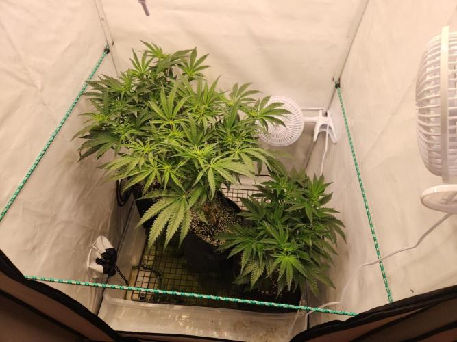 Photo Chicken n Wafflez. Week 2