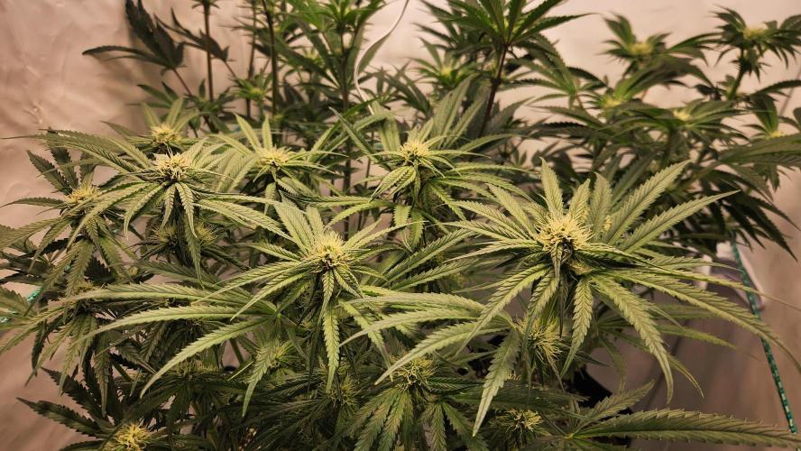 Photo Chicken n Wafflez. Week 3 - pheno 2