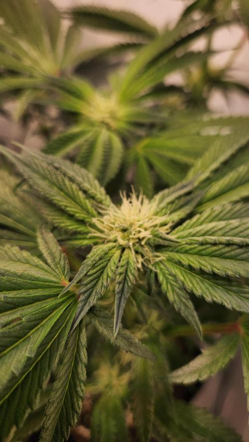 Photo Chicken n Wafflez. Week 3 - pheno 2