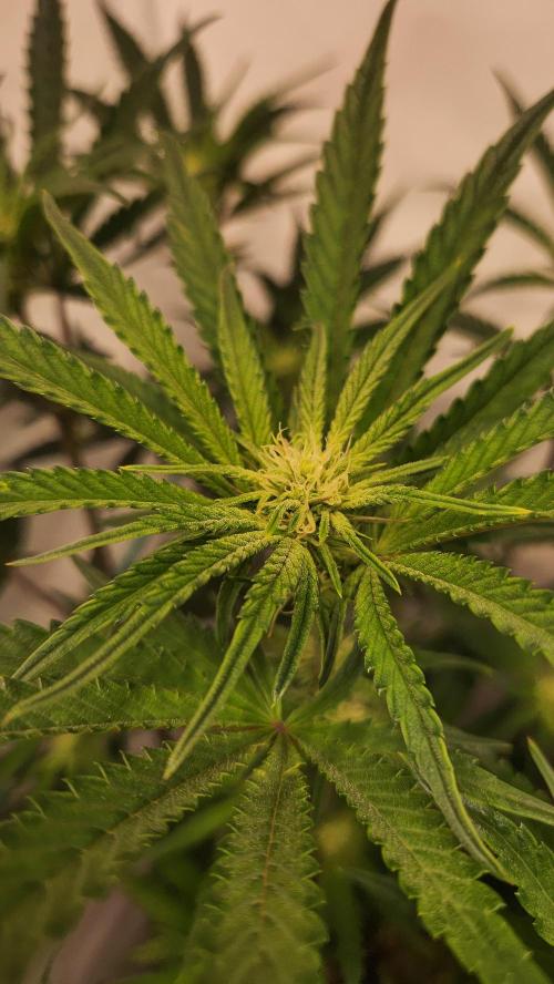 Photo Chicken n Wafflez. Week 3 - pheno 1