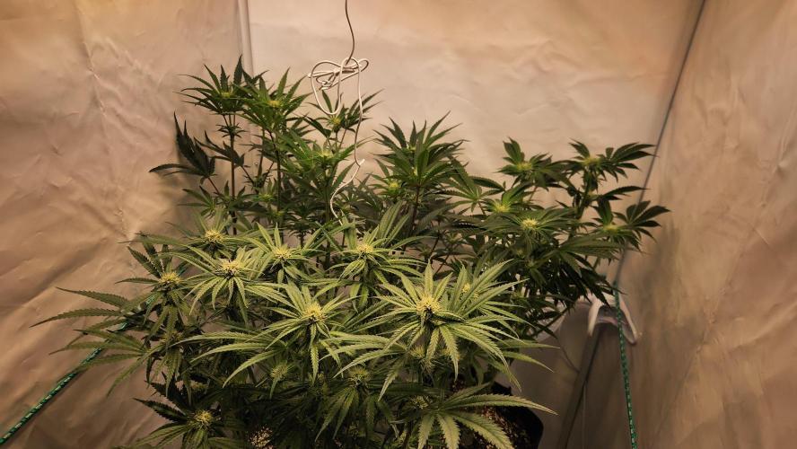 Photo Chicken n Wafflez. Week 3 - pheno 1 - top left
pheno 2 - bottom
pheno 3- top right