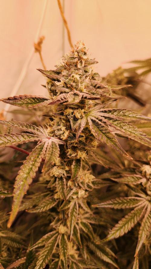 Photo Gazzurple. Week 6