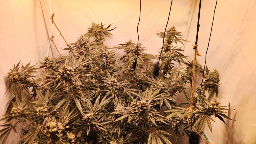 Photo Gazzurple. Week 6